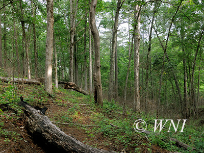 Southeastern Mixed Forests ecoregion (USA)